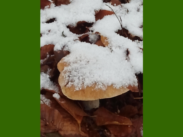 Piero, la neve, i funghi...